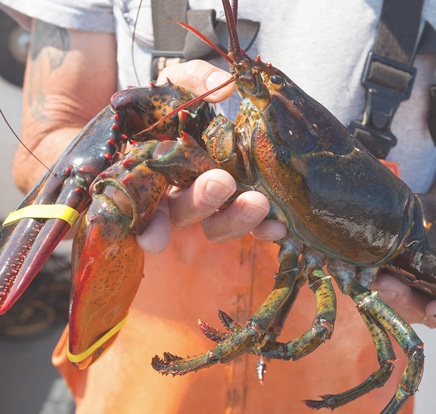 Our Story | How We Began Our Fresh Maine Lobster Business | Maine