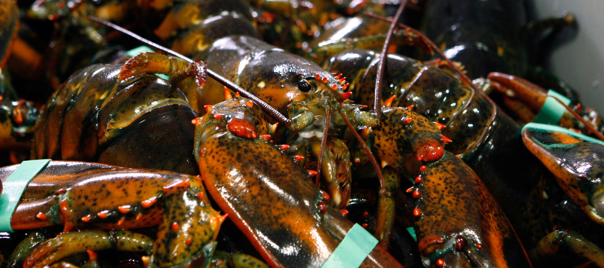 Fresh Maine Lobsters Lobsters Delivered Maine Lobster Outlet